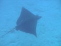 Spotted Eagle Ray